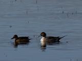 C Lower Klamath NWR 008